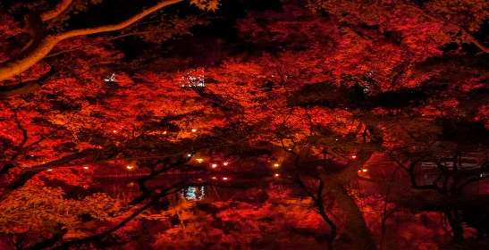 八芳園 日本庭園